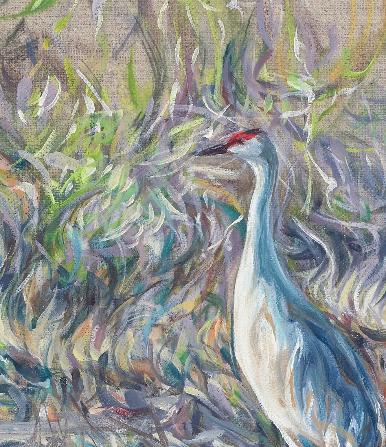 Sandhill Crane