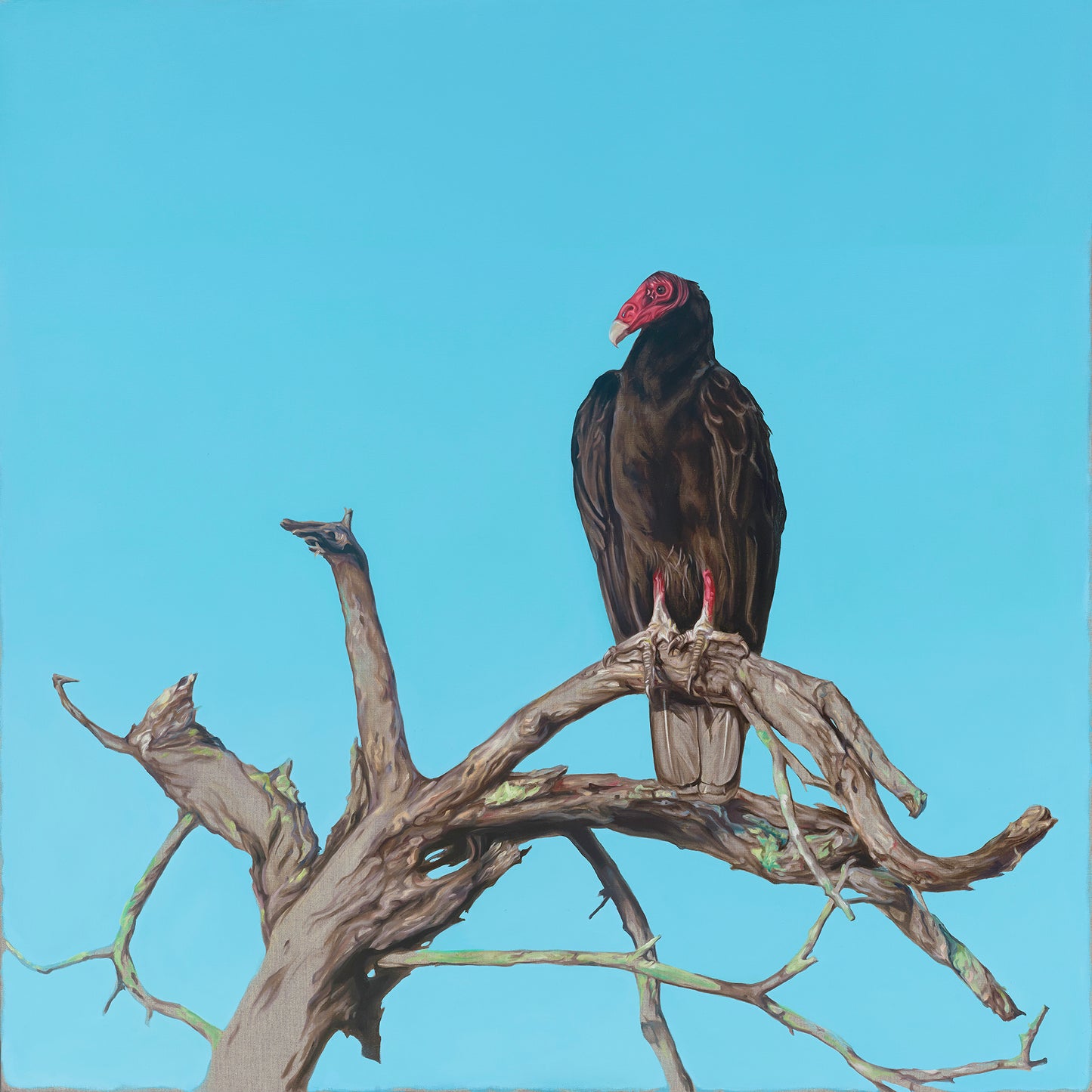 Vulture III