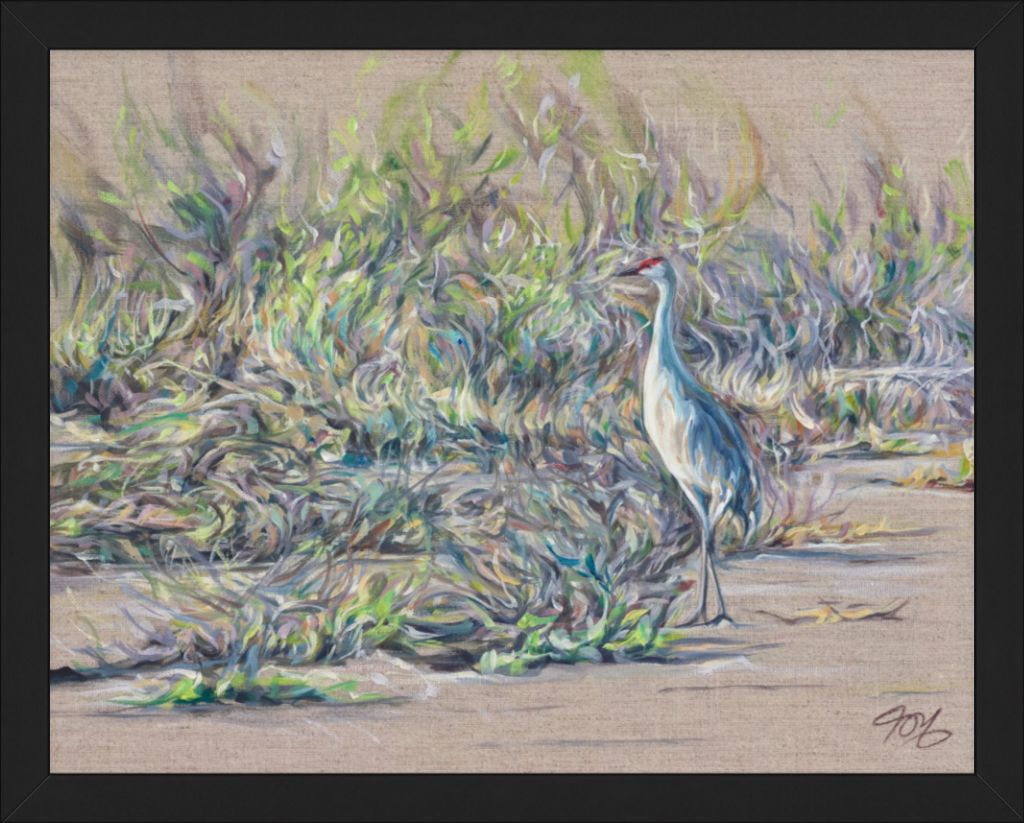 Sandhill Crane