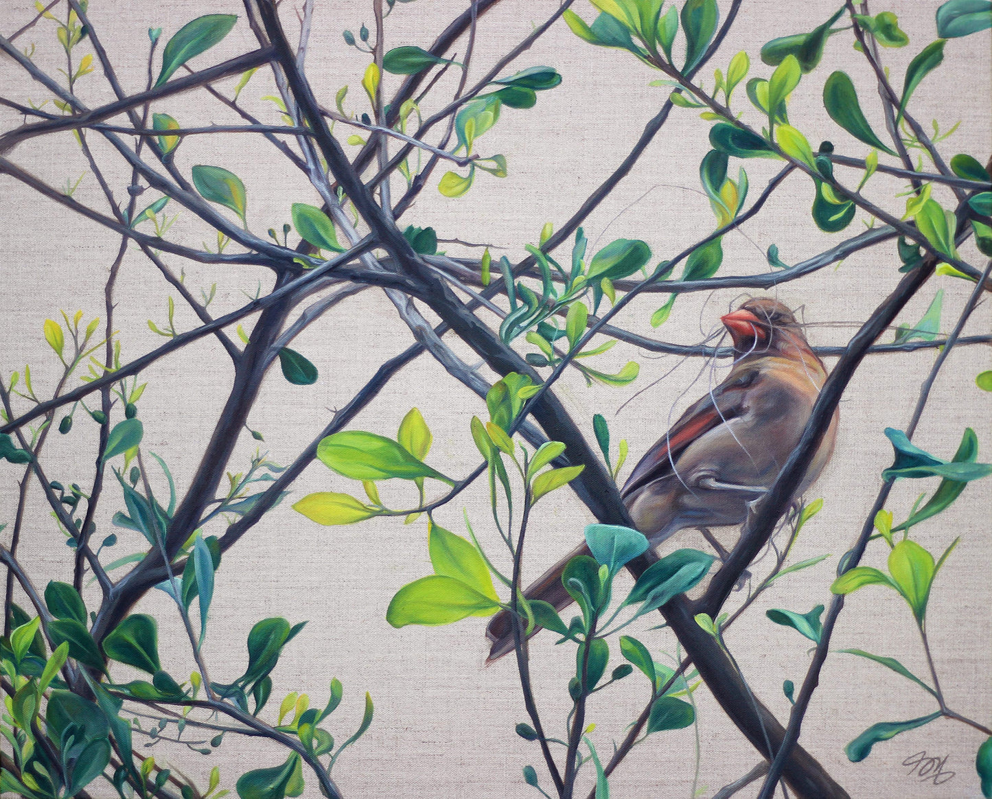 Mama Cardinal II