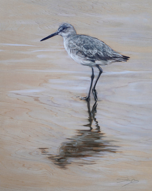 Little Willet