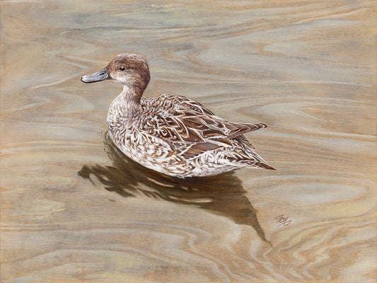 Mottled Duck on Birch