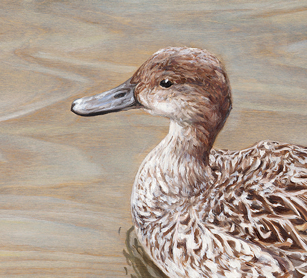 Mottled Duck on Birch