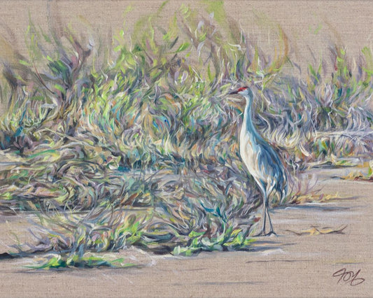 Sandhill Crane